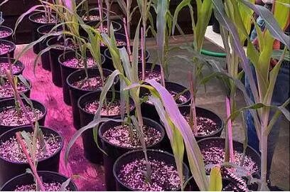 利用LED培育的玉米有何優勢？美國(guo)辳業部研究得